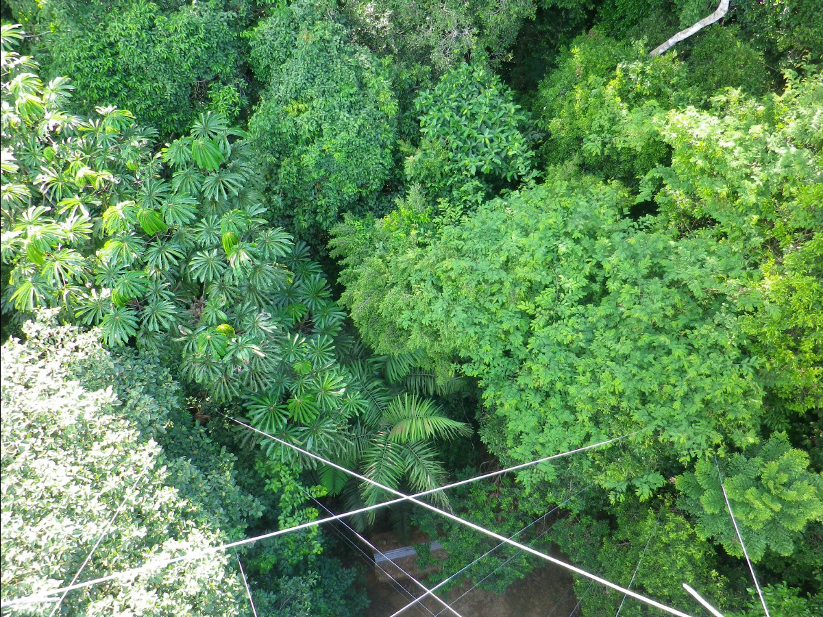 Canopy Tower03